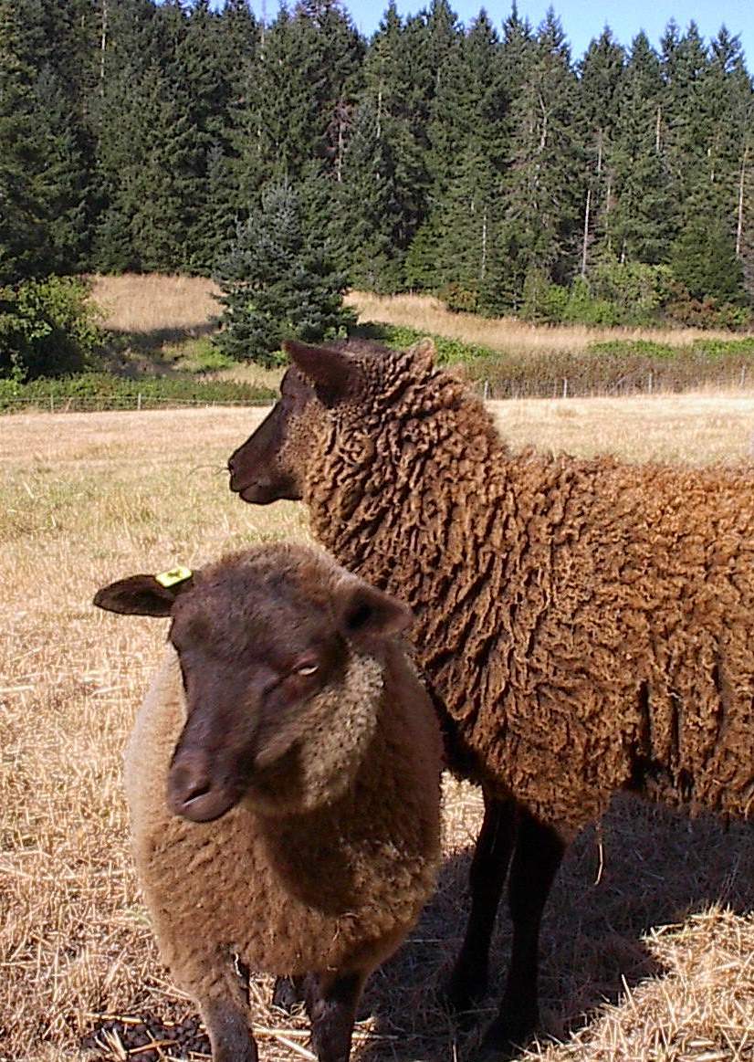 Shetland sheep at home in Gabriola